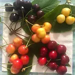 Marconi 산베네데토델트론토