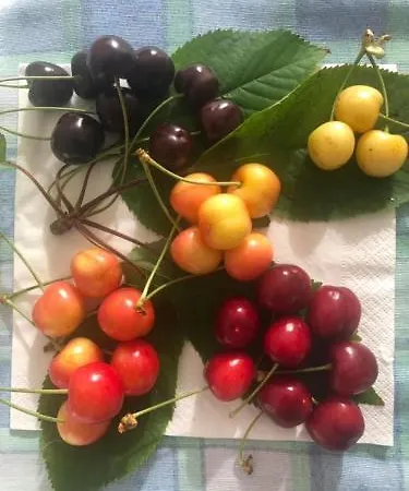 Marconi סן בנדטו דל טרנטו